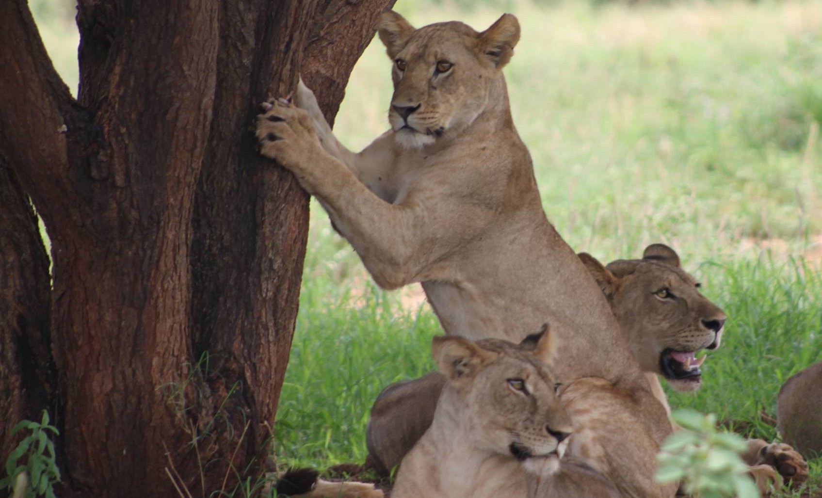 Read more about the article Lake Manyara National Park
