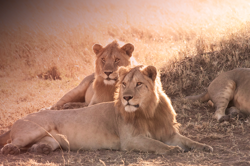 Read more about the article Serengeti National Park