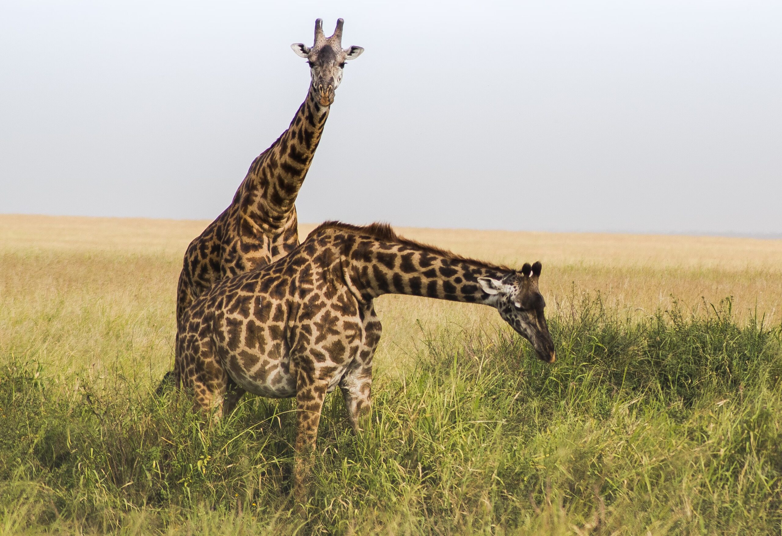 2- DAY FLY-IN TRIP FROM ZANZIBAR TO TARANGIRE & NGORONGORO CRATER