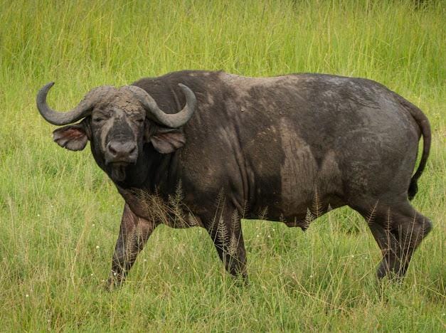 3-DAYS FLY IN & FLY OUT SAFARI FROM ZANZIBAR TO SERENGETI NGORONGOR