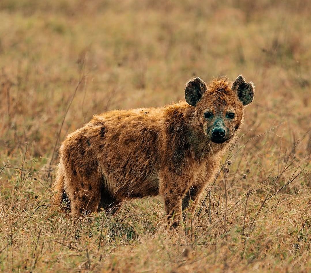 6 DAYS FLY IN & FLY OUT SAFARI FROM ZANZIBAR TO NORTHERN CIRCUIT