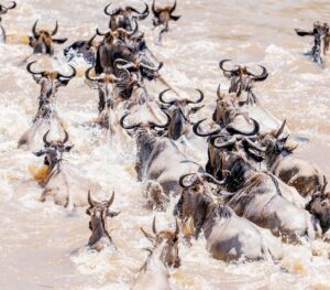 7- DAYS BEST GREAT MIGRATION RIVER CROSSING  SAFARI TOUR