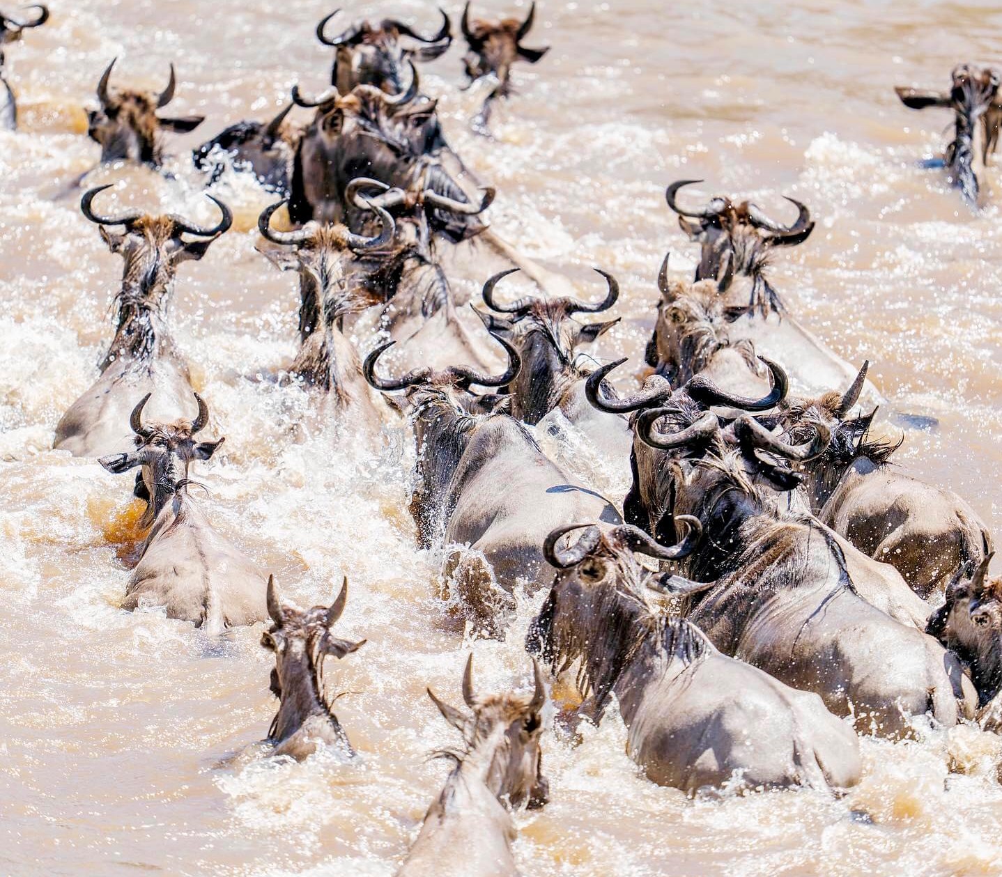 7- DAYS BEST GREAT MIGRATION RIVER CROSSING  SAFARI TOUR