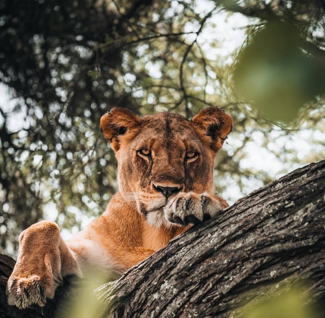 Read more about the article Tarangire National Park