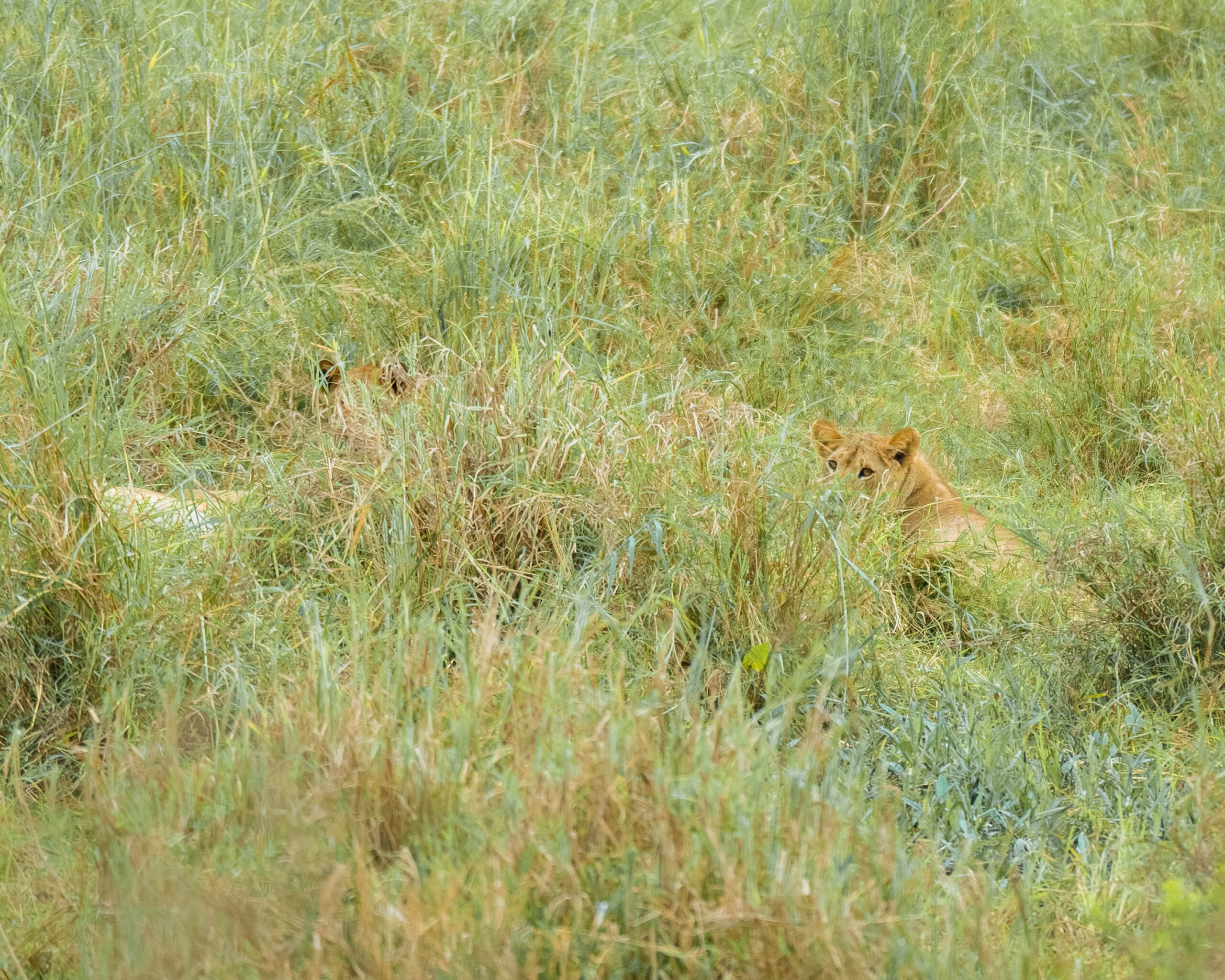 You are currently viewing 7-Day Tanzania Safari: Discover the Big Five