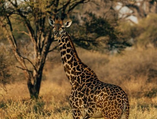 13-DAYS SAFARI IN TANZANIA AND ZANZIBAR BEACH HOLIDAY