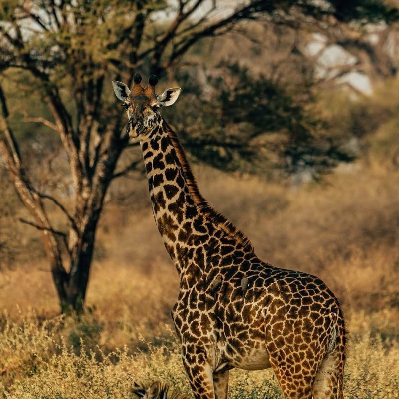 13-DAYS SAFARI IN TANZANIA AND ZANZIBAR BEACH HOLIDAY