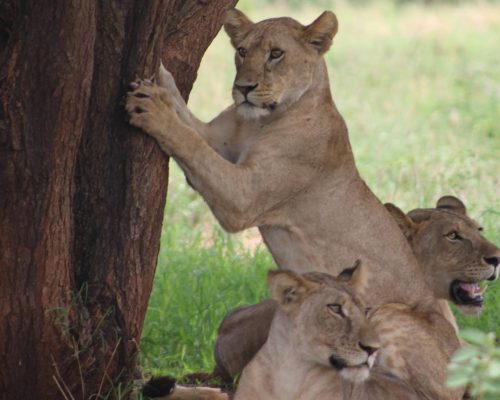 3-day Tanzania Safari