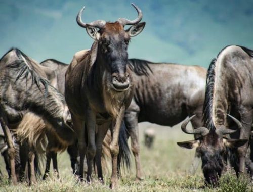 4-Day Tanzania Safari