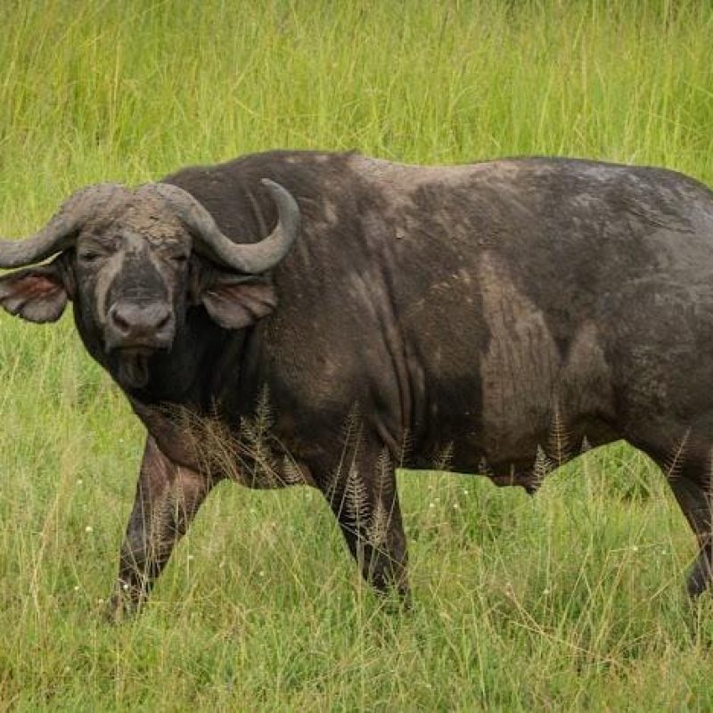 3-DAYS FLY IN & FLY OUT SAFARI FROM ZANZIBAR TO SERENGETI NGORONGOR