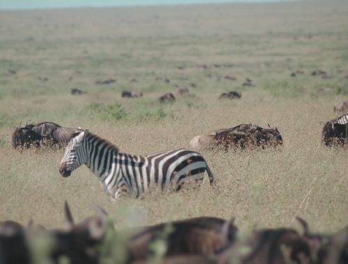 3-DAYS_WORDERFUL SAFARI SERENGETI AND NGORONGORO