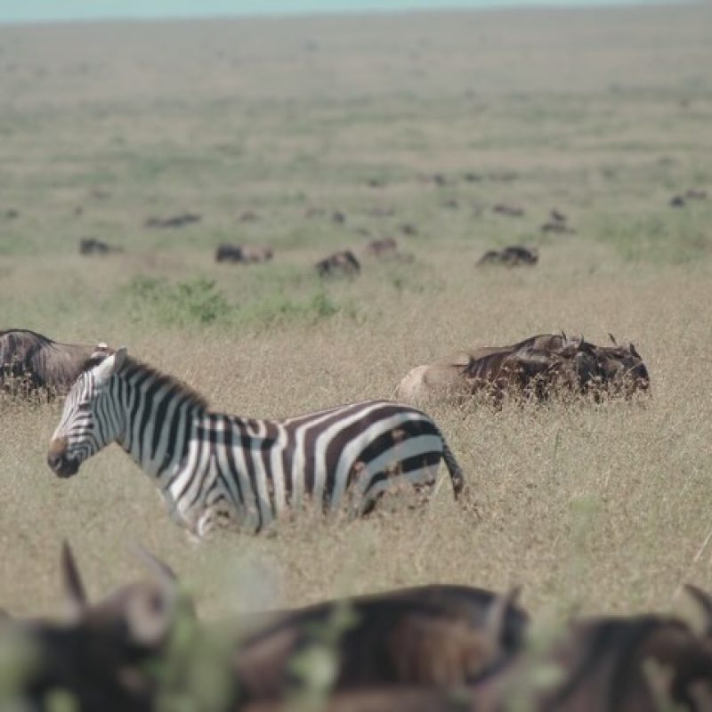 3-DAYS_WORDERFUL SAFARI SERENGETI AND NGORONGORO