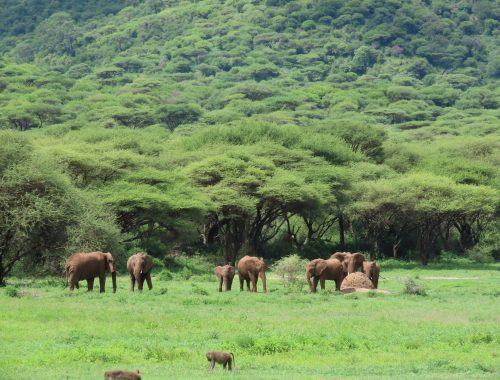 5 DAYS FLY IN & FLY OUT SAFARI FROM ZANZIBAR TO NORTHERN CIRCUIT