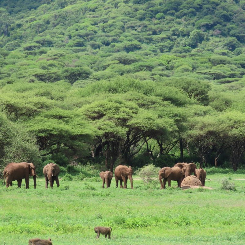 5 DAYS FLY IN & FLY OUT SAFARI FROM ZANZIBAR TO NORTHERN CIRCUIT