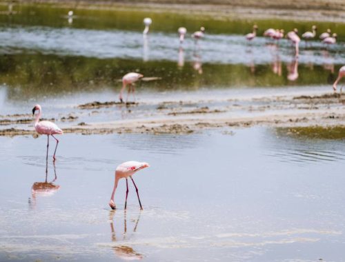 5 DAYS ABSOLUTELY WONDERFUL FLY OUT SAFARI FROM SERENGETI TO ZANZIBAR