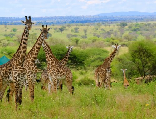 10-DAYS COMFORT WILDLIFE AND ZANZIBAR BEACH SAFARI