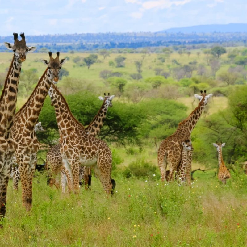 10-DAYS COMFORT WILDLIFE AND ZANZIBAR BEACH SAFARI