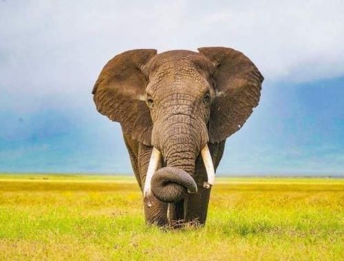 5 Days Tanzania Mid-range Safari