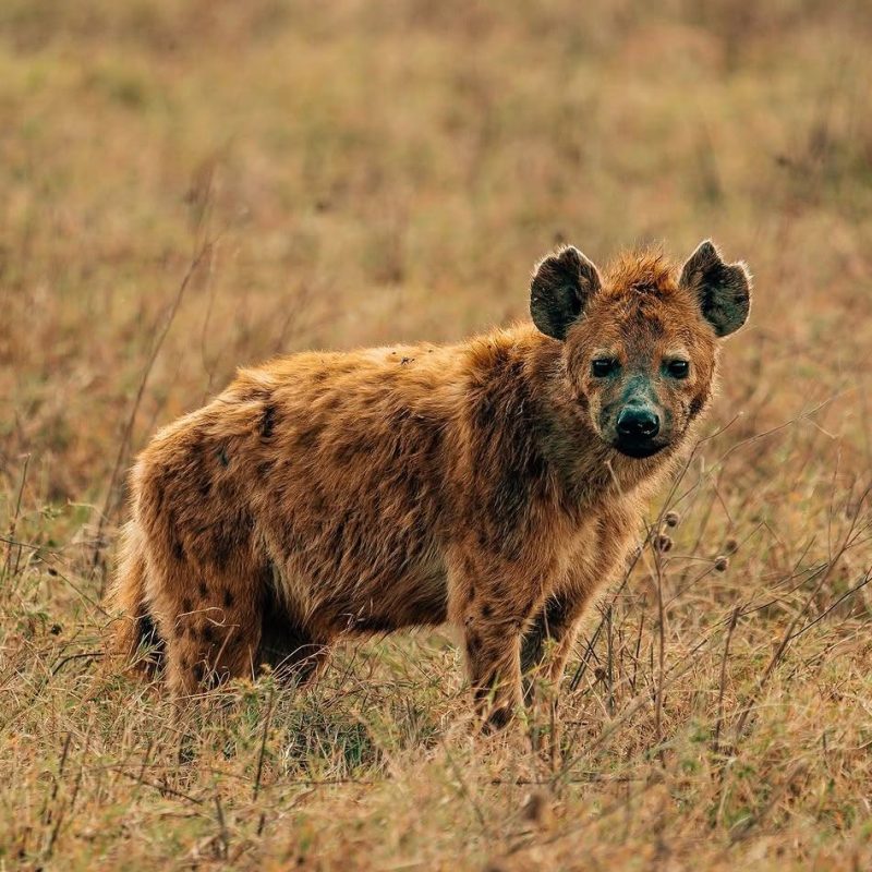 6 DAYS FLY IN & FLY OUT SAFARI FROM ZANZIBAR TO NORTHERN CIRCUIT
