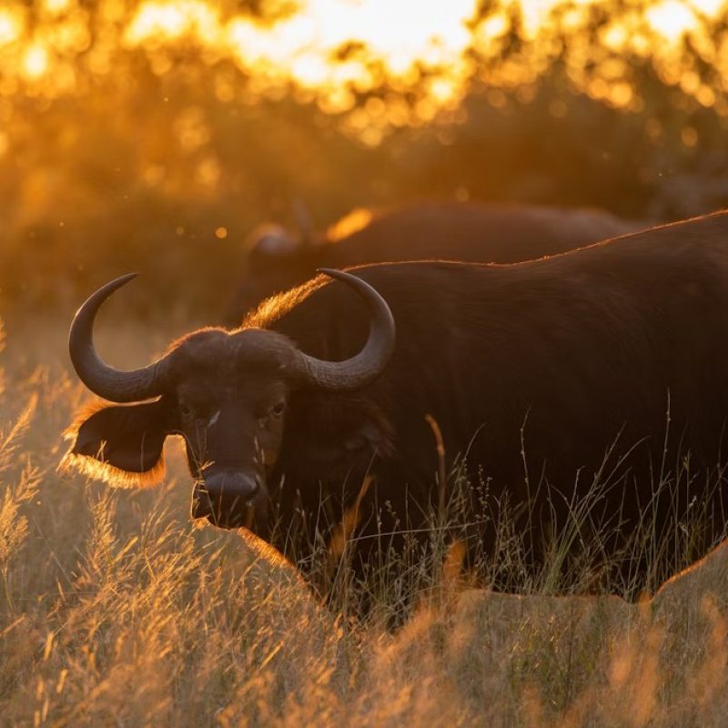 6 DAYS ABSOLUTELY WONDERFUL FLY OUT SAFARI FROM SERENGETI TO ZANZIBAR