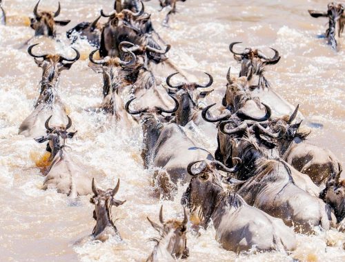 7- DAYS BEST GREAT MIGRATION RIVER CROSSING  SAFARI TOUR
