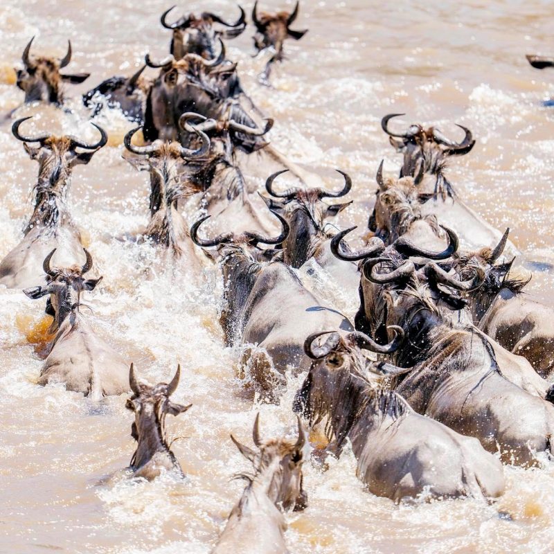 7- DAYS BEST GREAT MIGRATION RIVER CROSSING  SAFARI TOUR