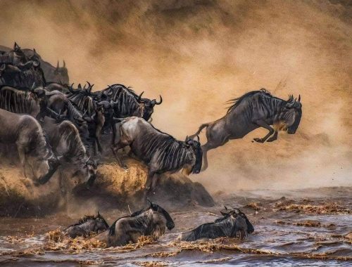 7- DAYS SERNGETI SPECTACULAR MIGRATION TOUR