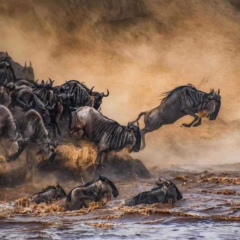 7- DAYS SERNGETI SPECTACULAR MIGRATION TOUR
