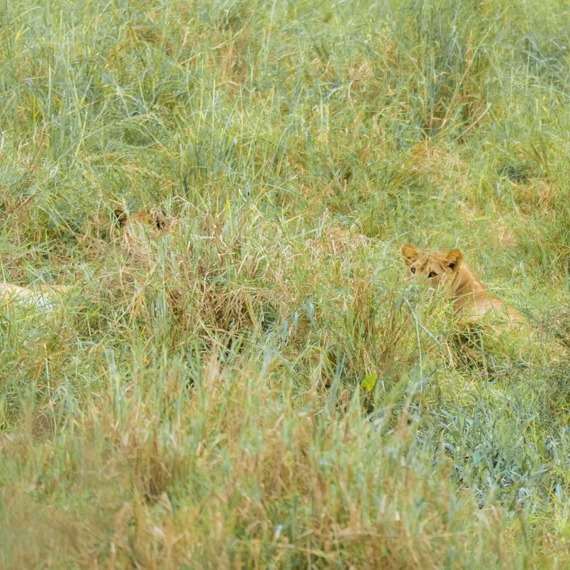 7-Day Tanzania Safari: Discover the Big Five