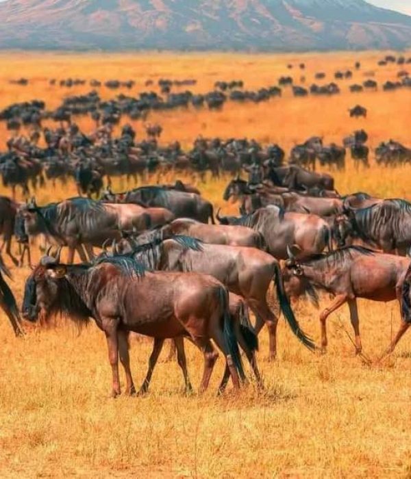 7 Day The Great Migration Safari