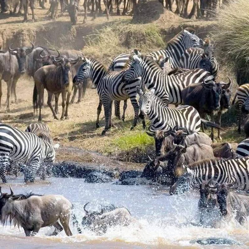 8-DAY GREAT MIGRATION SAFARI AT MARA RIVER CROSSING