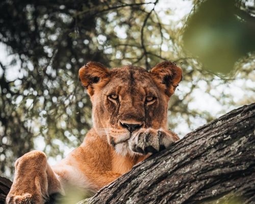 9-DAY LUXURY ADVENTURE TANZANIA SAFARI, KILIMANJARO HIKING AND FLIGHT TO ZANZIBAR