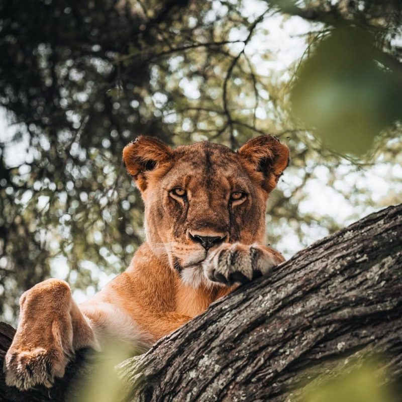 9-DAY LUXURY ADVENTURE TANZANIA SAFARI, KILIMANJARO HIKING AND FLIGHT TO ZANZIBAR