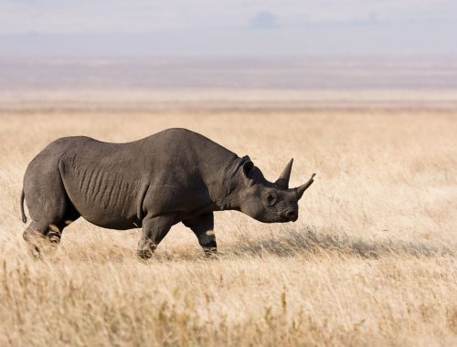 Ngorongoro-Rhino