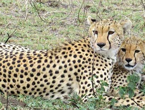 10-DAYS BUSH SAFARI TO ZANZIBAR BEACH HOLIDAY