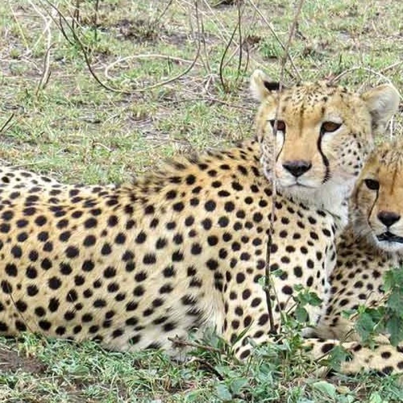 10-DAYS BUSH SAFARI TO ZANZIBAR BEACH HOLIDAY