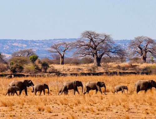 Tarangire-National-Park-2