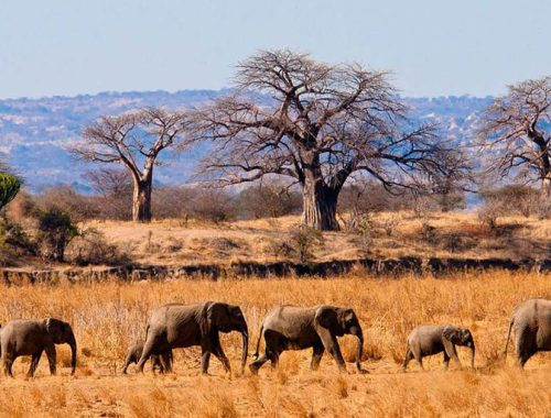 Tarangire-National-Park-CTA