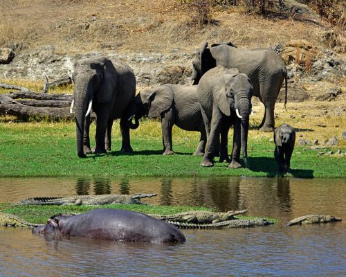 ruaha-national-park-5