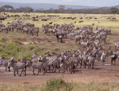 wildebeest-Zebra2