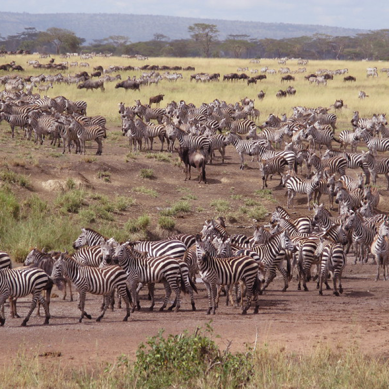 wildebeest-Zebra2